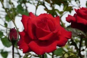 Eine Edelrose