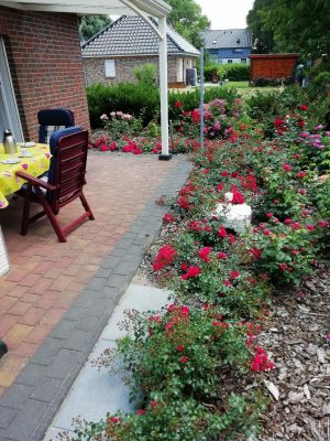 Rosen an der Terrasse
