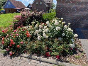 es bluehen Rosen am Rosenferienhaus