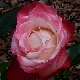 Rose an der Nordsee