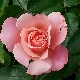 Rose an der Nordsee