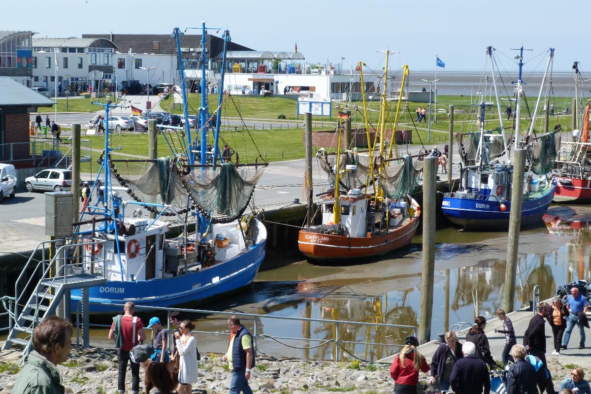 Fangfrische Krabben direkt am Hafen kaufen