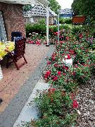 Rosenferienhaus, Rosen an der Terrasse